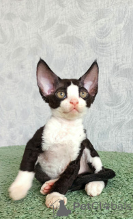 Zusätzliche Fotos: Kätzchen zu verkaufen Devon Rex.