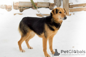 Foto №3. Palme. Russische Föderation