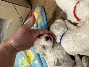 Foto №3. Bichon Frise Welpen. Russische Föderation