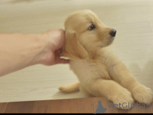 Foto №2 zu Ankündigung № 96356 zu verkaufen golden retriever - einkaufen Kroatien quotient 	ankündigung