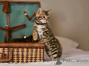 Foto №3. Wir müssen es noch einmal für die Adoption wiederholen. Es dauerte lange, bis. Deutschland