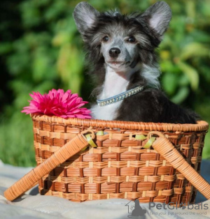 Foto №1. chinesischer schopfhund - zum Verkauf in der Stadt Zrenjanin | verhandelt | Ankündigung № 118638