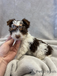 Foto №4. Ich werde verkaufen mischlingshund in der Stadt Erftstadt. züchter - preis - 380€