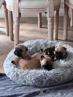 Foto №1. französische bulldogge - zum Verkauf in der Stadt Paris | Frei | Ankündigung № 167144