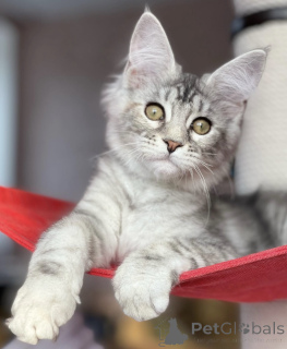 Foto №1. maine-coon-katze - zum Verkauf in der Stadt Baden-Baden | 990€ | Ankündigung № 163471