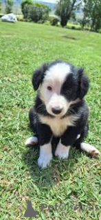 Foto №3. Preciosos cachorros Border Collie en venta. Spanien