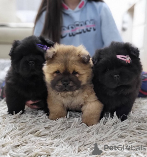 Foto №3. Chow Chow Male Puppies For Sale!. Serbien