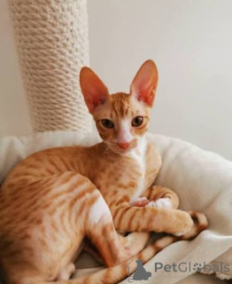 Foto №1. cornish rex - zum Verkauf in der Stadt Grodzisk Mazowiecki | verhandelt | Ankündigung № 173265