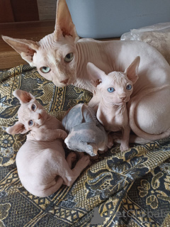 Foto №1. sphynx-katze - zum Verkauf in der Stadt Tiflis | 436€ | Ankündigung № 166409
