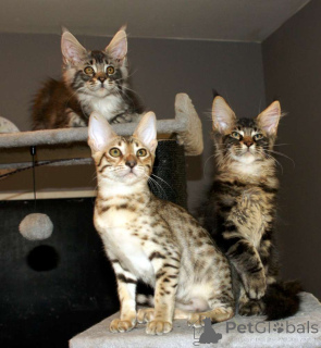 Foto №2 zu Ankündigung № 172455 zu verkaufen savannah-katze - einkaufen Belgien 