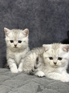 Foto №4. Ich werde verkaufen schottische faltohrkatze in der Stadt Minsk. züchter - preis - 141€