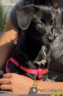 Foto №1. labrador retriever - zum Verkauf in der Stadt Kaunas | Frei | Ankündigung № 142949