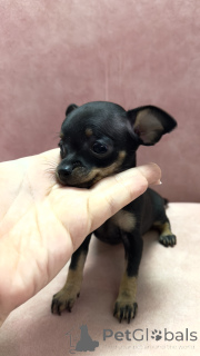 Foto №2 zu Ankündigung № 136931 zu verkaufen russkiy toy - einkaufen Georgien quotient 	ankündigung