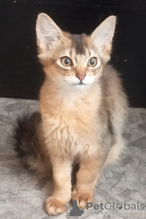 Foto №2 zu Ankündigung № 141243 zu verkaufen  - einkaufen Lettland züchter