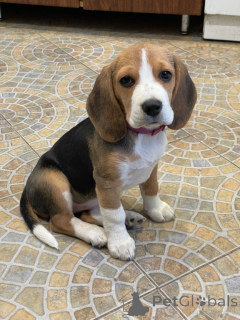 Foto №2 zu Ankündigung № 156804 zu verkaufen beagle - einkaufen Deutschland aus dem tierheim, züchter
