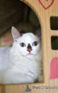 Foto №2 zu Ankündigung № 160386 zu verkaufen munchkin - einkaufen Deutschland züchter