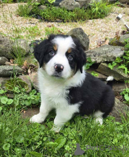Foto №1. australian shepherd - zum Verkauf in der Stadt Frasdorf | 900€ | Ankündigung № 150665