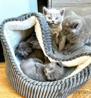 Foto №4. Ich werde verkaufen schottische faltohrkatze in der Stadt Asheville.  - preis - 291€
