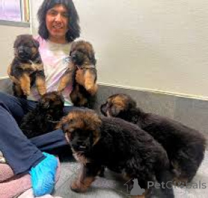 Foto №1. deutscher schäferhund - zum Verkauf in der Stadt Marseille | 1000€ | Ankündigung № 165662