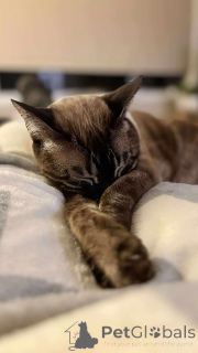 Foto №3. Entzückende bengalische Kätzchen zur Adoption. Belgien