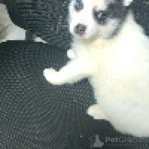 Foto №2 zu Ankündigung № 112497 zu verkaufen mischlingshund - einkaufen Frankreich züchter