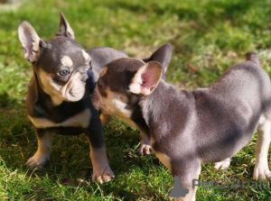 Foto №2 zu Ankündigung № 137553 zu verkaufen französische bulldogge - einkaufen Schweiz 