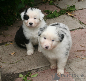 Foto №1. australian shepherd - zum Verkauf in der Stadt Loviisa | verhandelt | Ankündigung № 64983