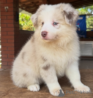Foto №3. Ihr perfekter Begleiter erwartet Border Collie-Welpen. Deutschland