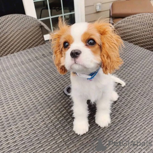 Foto №2 zu Ankündigung № 54787 zu verkaufen cavalier king charles spaniel - einkaufen Finnland züchter