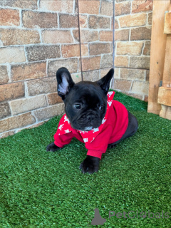 Foto №1. französische bulldogge - zum Verkauf in der Stadt München | verhandelt | Ankündigung № 163618