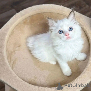 Foto №2 zu Ankündigung № 150762 zu verkaufen ragdoll-katze - einkaufen Deutschland 