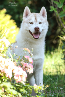 Foto №3. Aufgewachsene Siberian Husky-Welpen. Ukraine