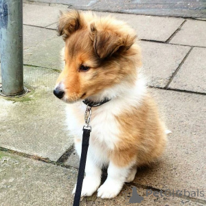 Foto №3. Shetland Sheepdog-Welpen. Belgien