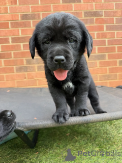 Foto №2 zu Ankündigung № 171284 zu verkaufen labrador retriever - einkaufen Dänemark züchter