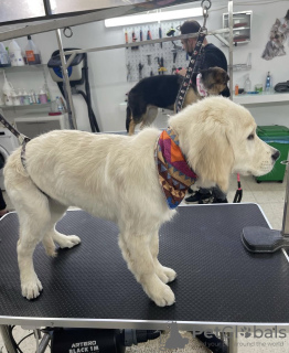 Foto №2 zu Ankündigung № 45298 zu verkaufen golden retriever - einkaufen Armenien quotient 	ankündigung