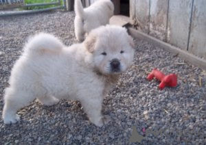Foto №2 zu Ankündigung № 154151 zu verkaufen chow-chow - einkaufen Deutschland quotient 	ankündigung