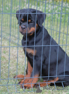 Foto №4. Ich werde verkaufen rottweiler in der Stadt Loznica. züchter - preis - 500€