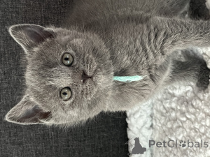 Foto №2 zu Ankündigung № 162475 zu verkaufen chartreux - einkaufen Belgien quotient 	ankündigung