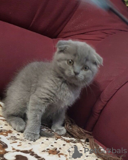 Foto №3. Atemberaubende GCCF Scottish Fold-Kätzchen mit Stammbaum. Tschechische Republik