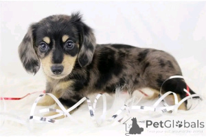 Foto №2 zu Ankündigung № 164804 zu verkaufen dackel - einkaufen Deutschland quotient 	ankündigung, aus dem tierheim