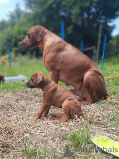 Foto №1. rhodesian ridgeback - zum Verkauf in der Stadt Krakau | 1650€ | Ankündigung № 119744