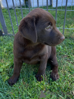 Foto №3. Gesunde Labrador Retriever-Welpen zu verkaufen. Reinrassig, verspielt und. Deutschland
