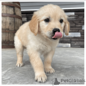 Foto №2 zu Ankündigung № 125087 zu verkaufen golden retriever - einkaufen Deutschland quotient 	ankündigung