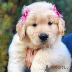 Foto №3. Golden Retriever Welpen zu verkaufen. Großbritannien