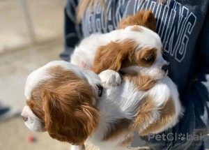 Foto №3. Schöne Gesundheit Cavalier Puppies Business WhatsApp 37256062792. Finnland