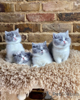 Foto №1. britisch kurzhaar - zum Verkauf in der Stadt Berlin | verhandelt | Ankündigung № 163203