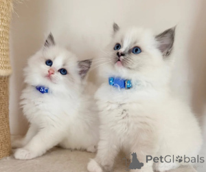 Foto №1. ragdoll-katze - zum Verkauf in der Stadt Hallein | verhandelt | Ankündigung № 173554