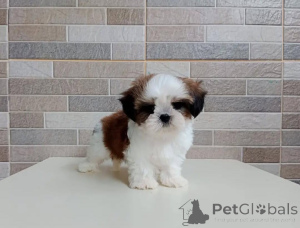 Foto №2 zu Ankündigung № 178084 zu verkaufen shih tzu - einkaufen Deutschland quotient 	ankündigung