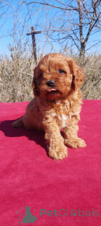 Foto №3. Kavapu Z Boythi und 1 Mädchen. Ukraine