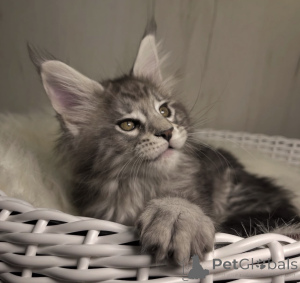 Foto №1. maine-coon-katze - zum Verkauf in der Stadt Bellaire | 533€ | Ankündigung № 161667